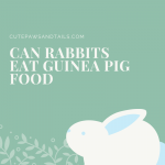 Can Rabbits Eat Guinea Pig Food