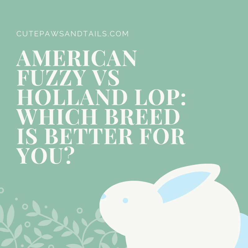 American Fuzzy Vs Holland Lop