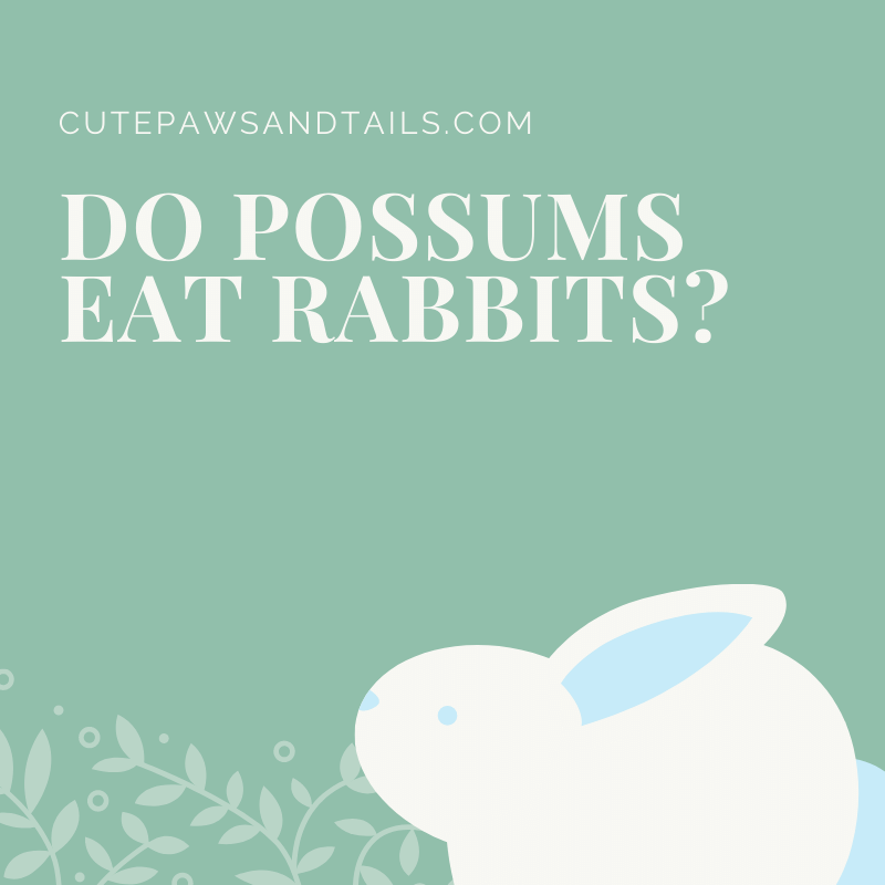 Do Possums Eat Rabbits?