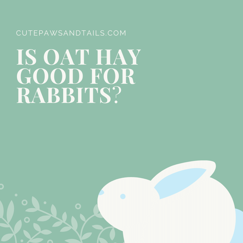 Is Oat Hay Good For Rabbits