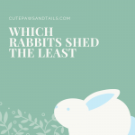 Which Rabbits Shed The Least