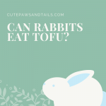 Can Rabbits Eat Tofu?