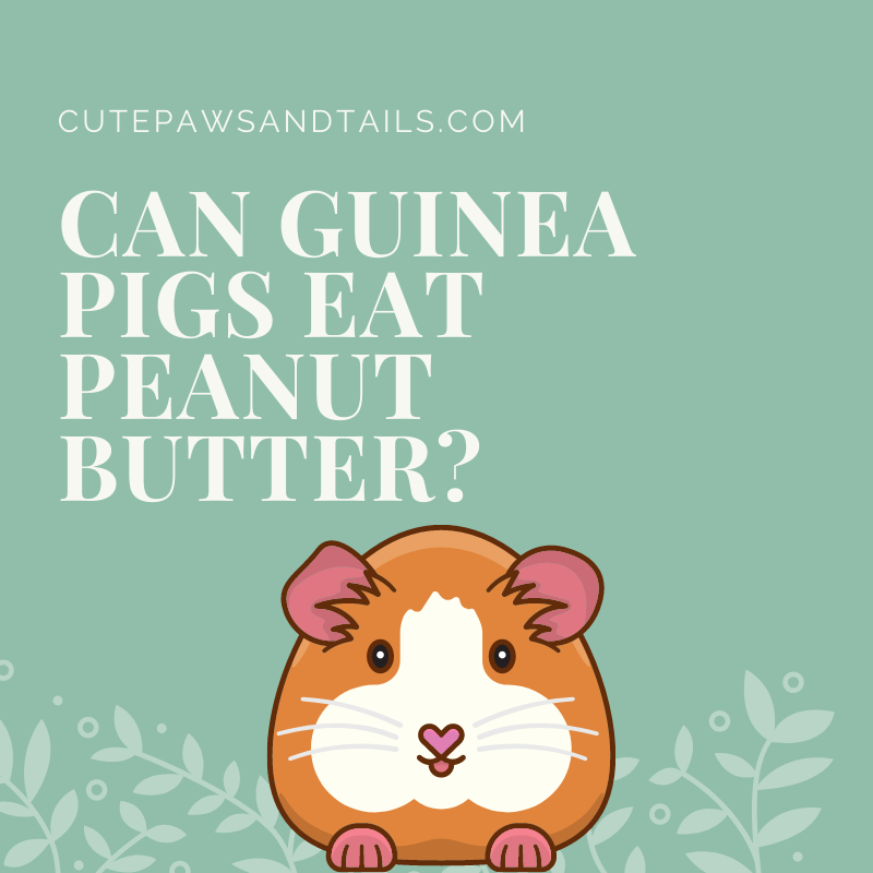 Can Guinea Pigs Eat Peanut Butter?