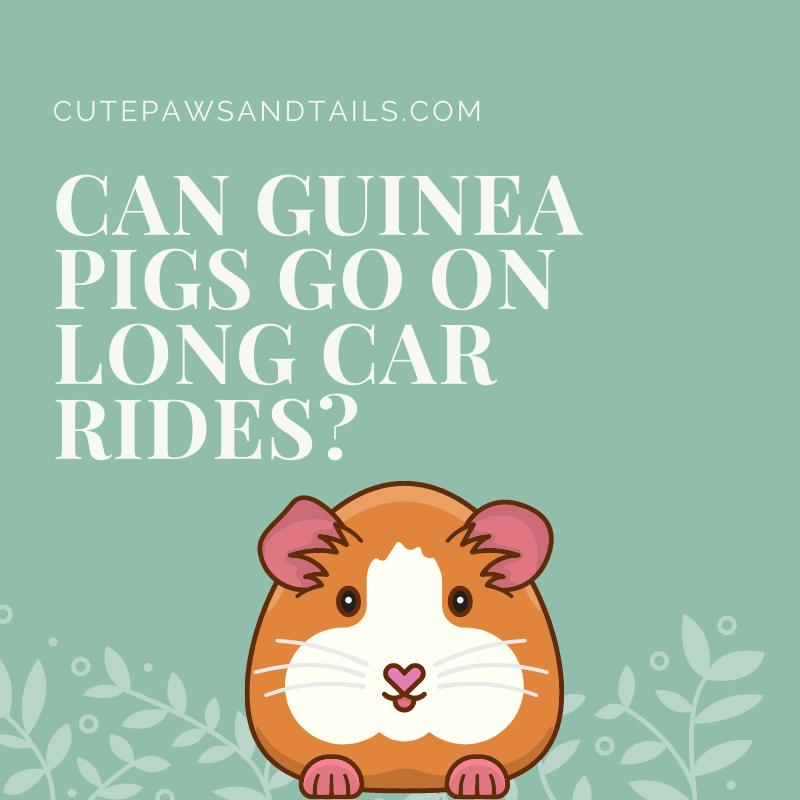 Can Guinea Pigs Go on Long Car Rides?