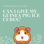 Can I Give My Guinea Pig Ice Cubes?