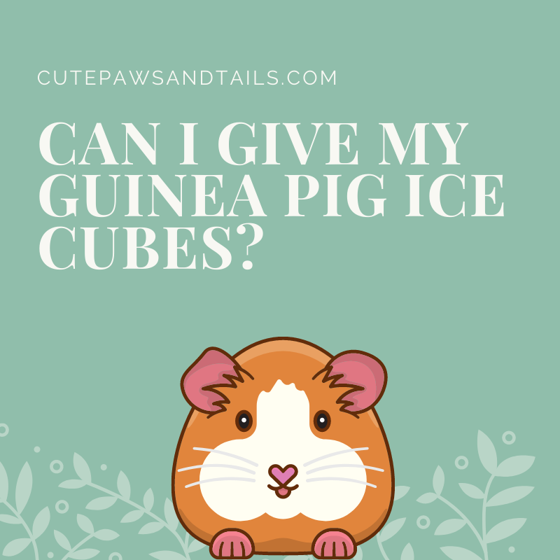 Can I Give My Guinea Pig Ice Cubes?