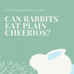 Can Rabbits Eat Plain Cheerios?