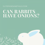 Can Rabbits Have Onions?
