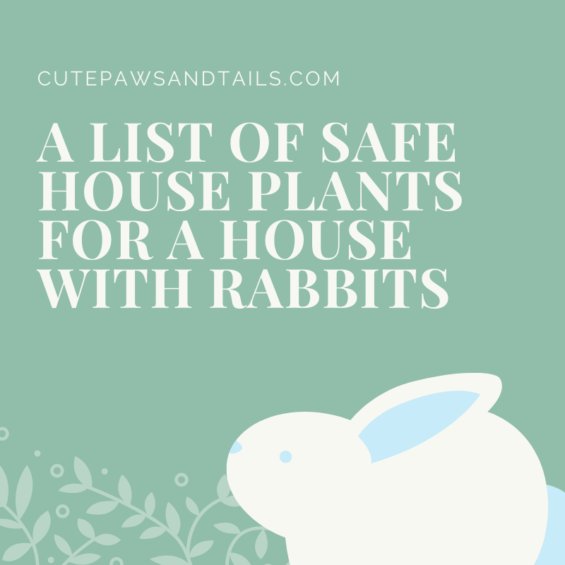 A List Of Safe House Plants For A House With Rabbits