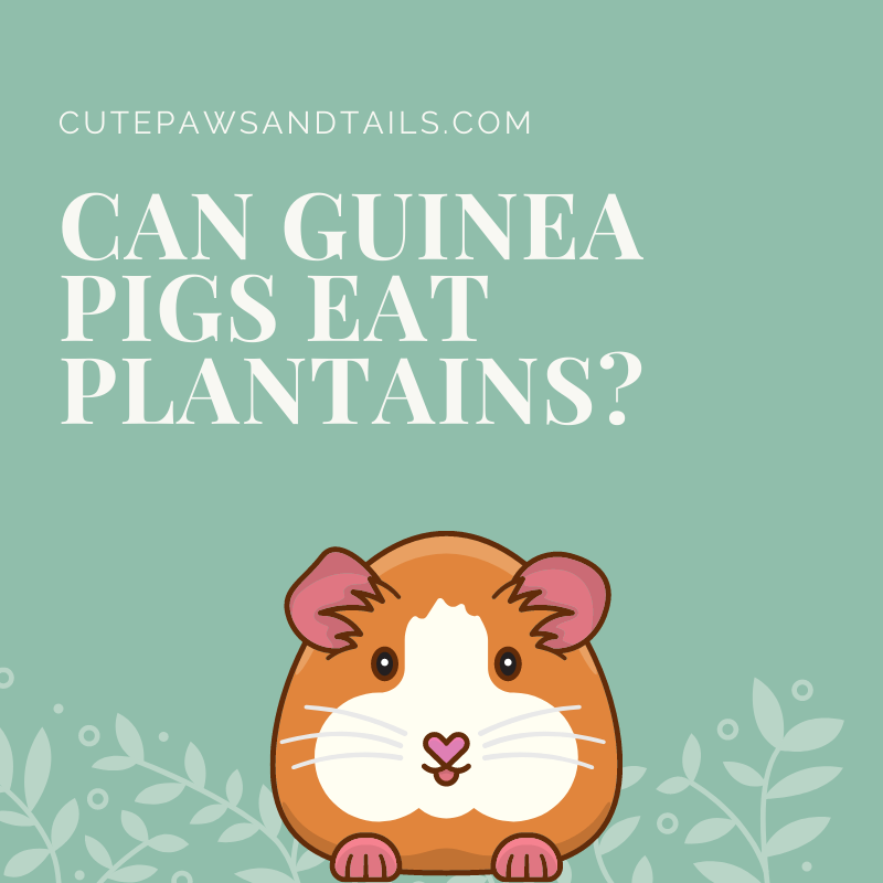 Can guinea pigs eat plantains?