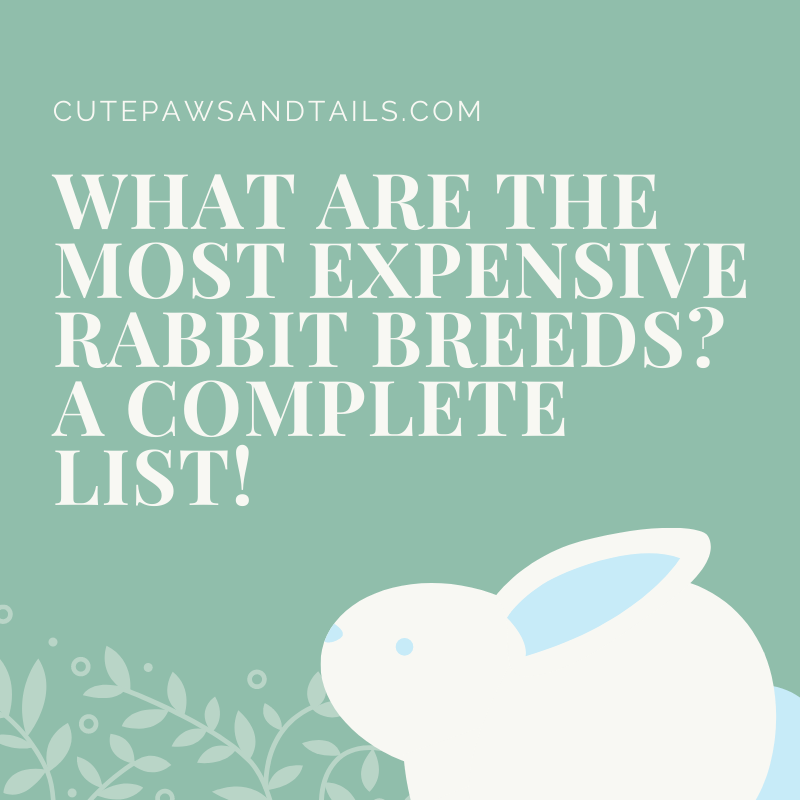 what-are-the-most-expensive-rabbit-breeds-a-complete-list-cute-paws