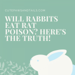 Will Rabbits Eat Rat Poison? Here's The Truth!