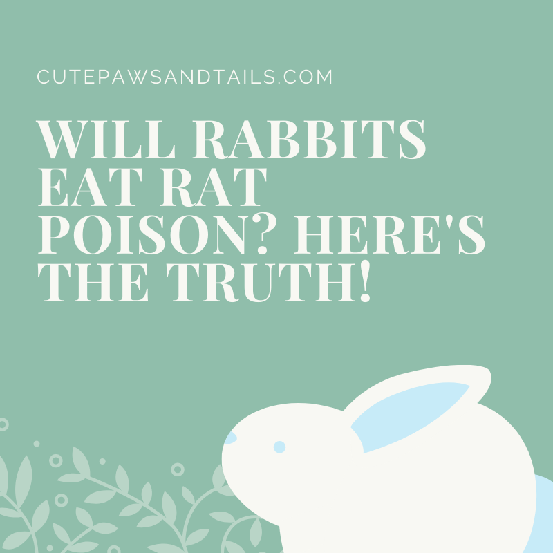 will-rabbits-eat-rat-poison-here-s-the-truth-cute-paws-and-tails