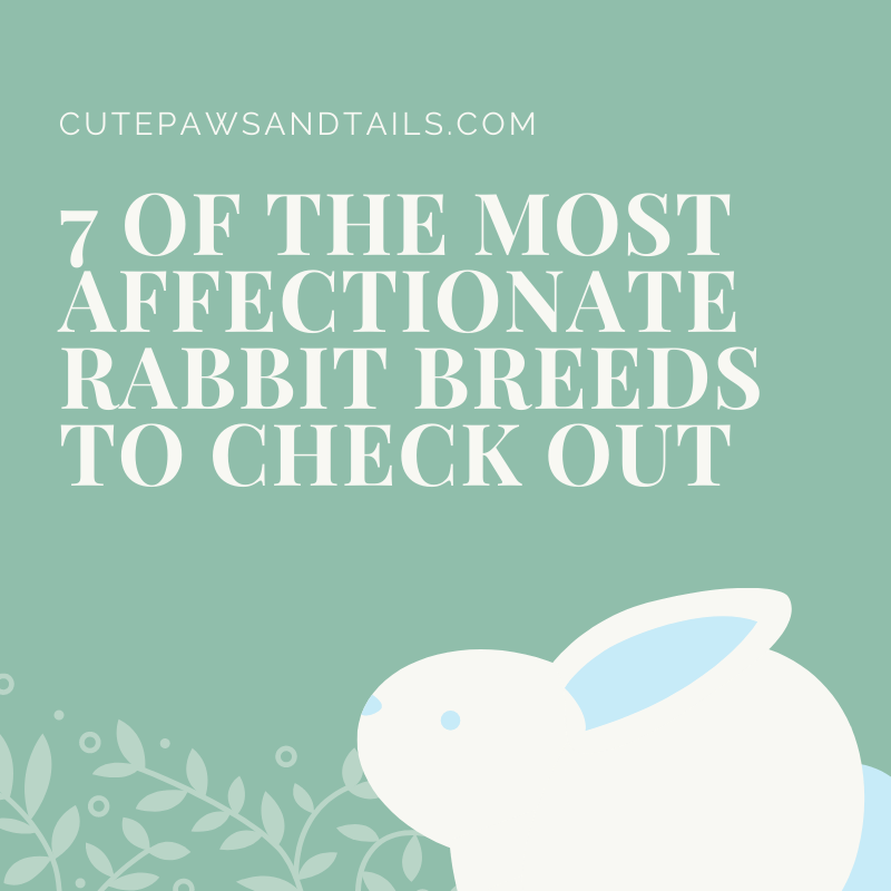 7 Of The Most Affectionate Rabbit Breeds To Check Out