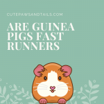 Are Guinea Pigs Fast Runners