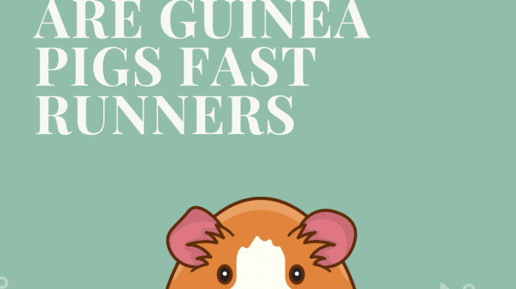 Are Guinea Pigs Fast Runners