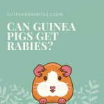 Can Guinea Pigs Get Rabies?