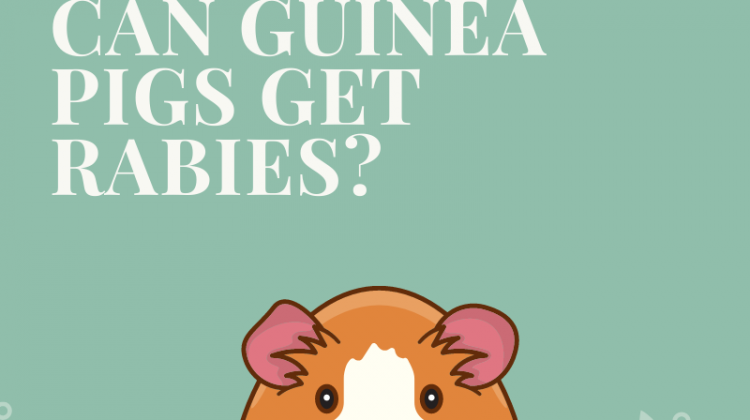 Can Guinea Pigs Get Rabies?