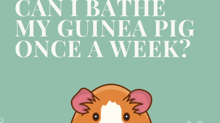 Can I Bathe My Guinea Pig Once a Week?