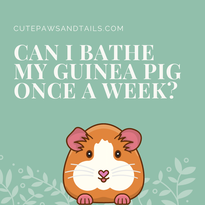 Can I Bathe My Guinea Pig Once a Week?