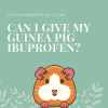 Can I Give My Guinea Pig Ibuprofen?