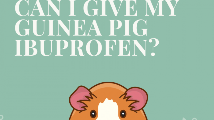 Can I Give My Guinea Pig Ibuprofen?