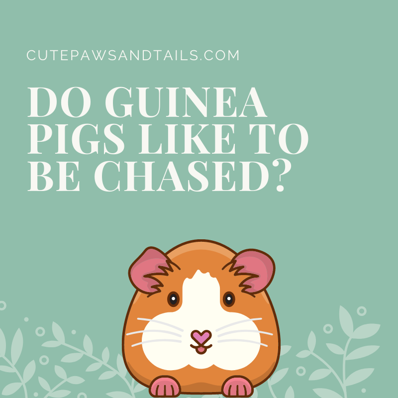 Do Guinea Pigs Like to Be Chased?