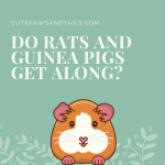 Do Rats and Guinea Pigs Get Along?