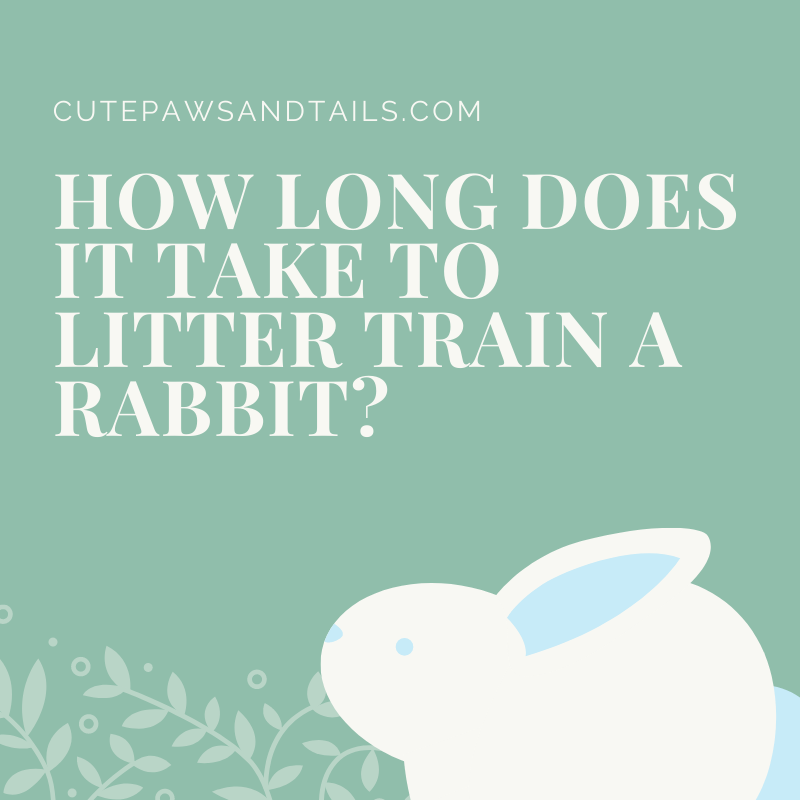 how-long-does-it-take-to-litter-train-a-rabbit-cute-paws-and-tails