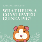 What Helps a Constipated Guinea Pig?