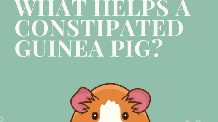 What Helps a Constipated Guinea Pig?