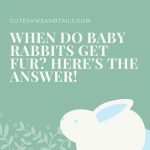 When Do Baby Rabbits Get Fur? Here's The Answer!