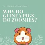 Why Do Guinea Pigs Do Zoomies?