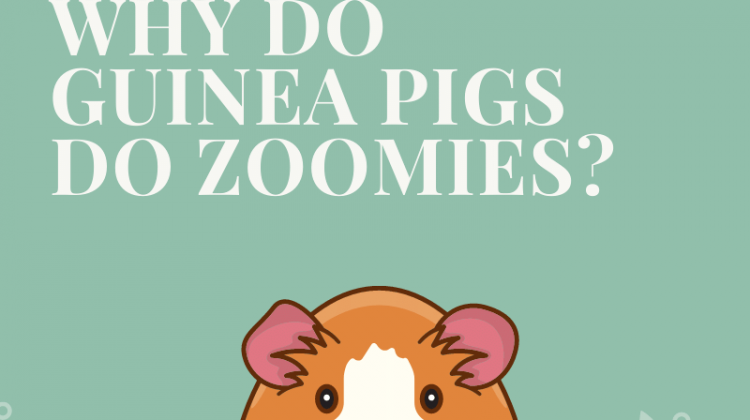 Why Do Guinea Pigs Do Zoomies?