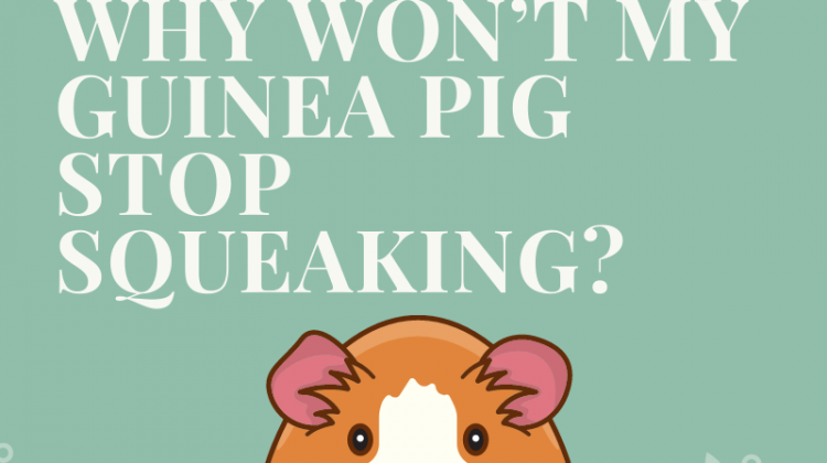 Why Won’t My Guinea Pig Stop Squeaking?