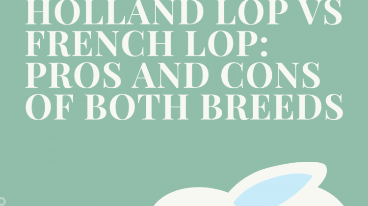 Holland Lop vs French Lop: Pros and Cons of Both Breeds