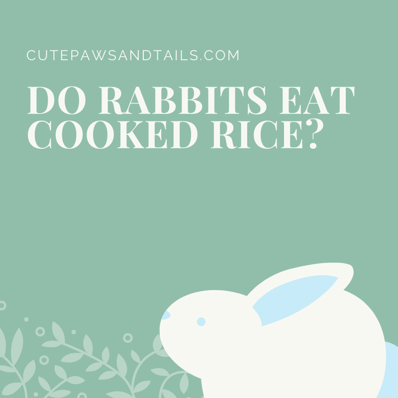 Do rabbits eat cooked rice?