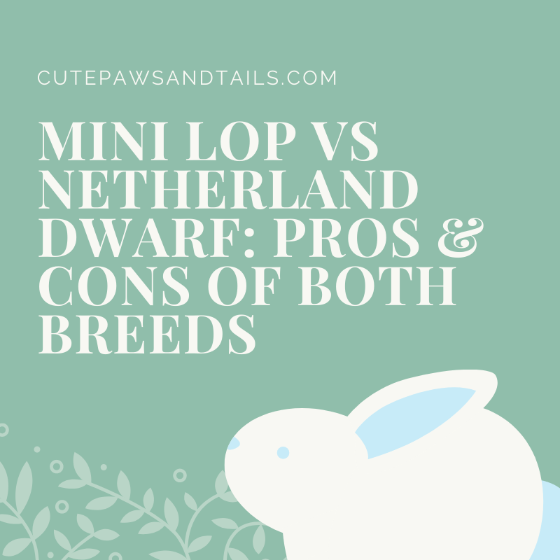 Mini Lop Vs Netherland Dwarf: Pros & Cons Of Both Breeds