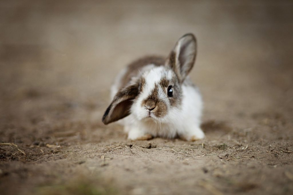 rabbit pets for seniors