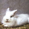 What To Do When Your Rabbit Refuses to Eat