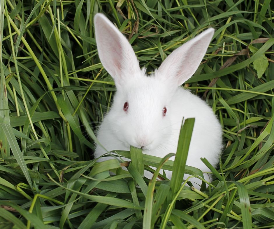What Do Rabbits Like to Chew On
