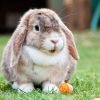 What kind of simethicone for rabbits