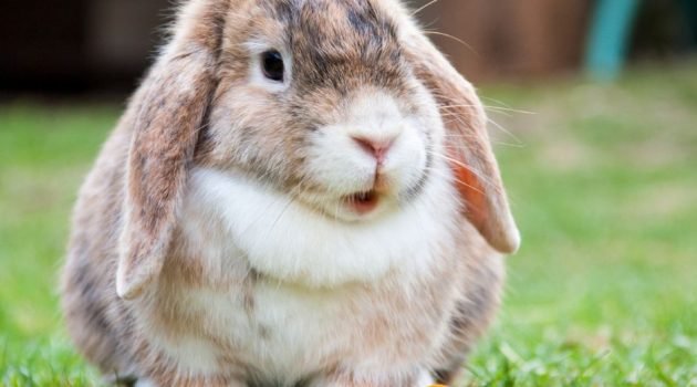 What kind of simethicone for rabbits