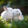 Why Do Rabbits Pee On You?