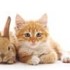 Are Cats and Rabbits Related
