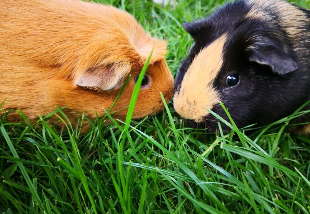 Are Guinea Pigs Cannibals