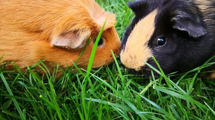 Are Guinea Pigs Cannibals