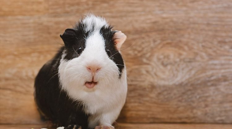 are guinea pigs ticklish