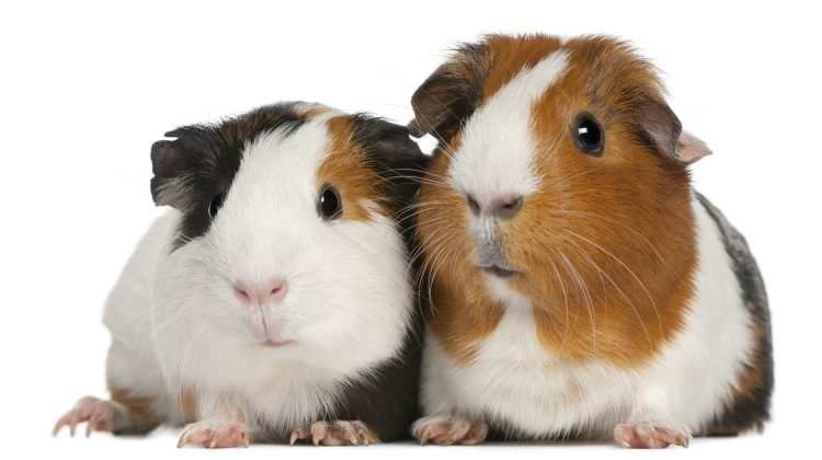 can guinea pigs be gay