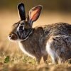 Understanding Starvation Periods in Rabbits